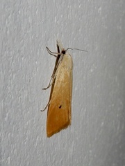 Scirpophaga incertulas