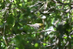 Vireo flavifrons