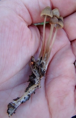 Mycena olivaceomarginata