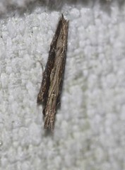 Hypatima spathota