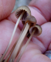 Mycena olivaceomarginata