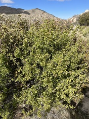 Prunus fremontii