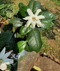 Angiospermae