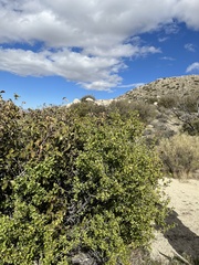 Prunus fremontii