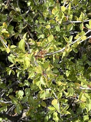 Prunus fremontii