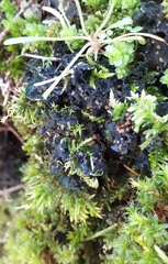 Leptochidium albociliatum