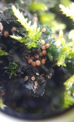 Leptochidium albociliatum