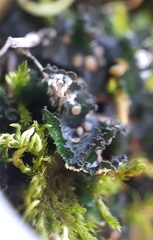 Leptochidium albociliatum