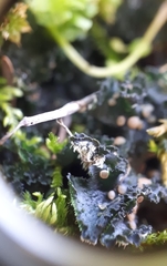 Leptochidium albociliatum