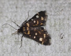 Diathrausta ochreipennis