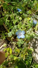 Nemophila menziesii integrifolia