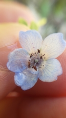 Nemophila menziesii integrifolia