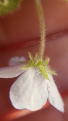 Nemophila menziesii integrifolia
