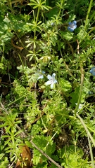 Nemophila menziesii integrifolia