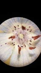 Nemophila menziesii integrifolia