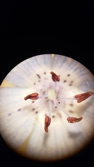 Nemophila menziesii integrifolia