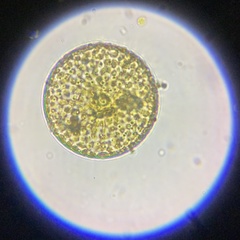 Coscinodiscales