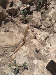 Gerrhonotus ophiurus