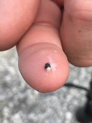 Clastoptera undulata