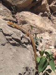 Gerrhonotus ophiurus