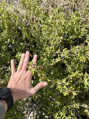Prunus fremontii