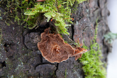 Phellinus abietis