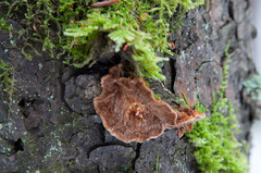 Phellinus abietis