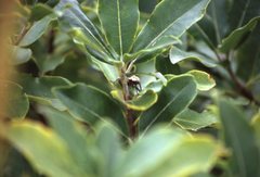 Pittosporum huttonianum