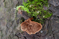 Phellinus abietis