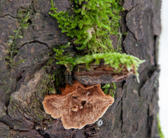 Phellinus abietis