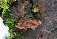 Phellinus abietis