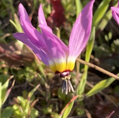 Primula clevelandii gracilis