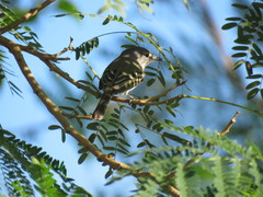 Serpophaga griseicapilla