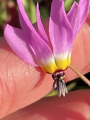 Primula clevelandii gracilis