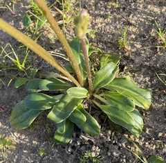 Primula clevelandii gracilis