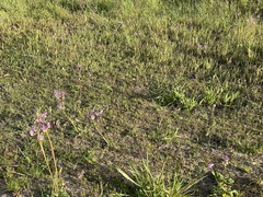 Primula clevelandii gracilis