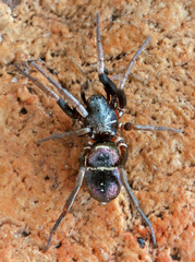 Micaria pulicaria