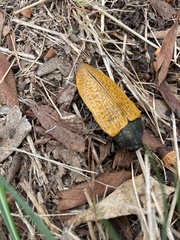 Temognatha goryi