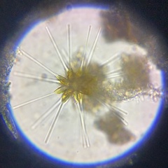 Asterionellopsis
