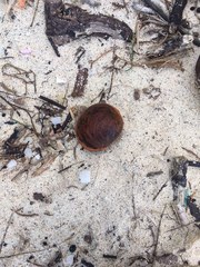 Macropsychanthus comosus