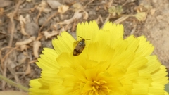 Attagenus bifasciatus