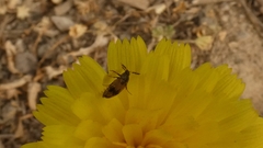 Attagenus bifasciatus