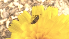 Attagenus bifasciatus