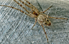 Tetragnatha dearmata