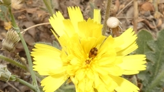 Attagenus bifasciatus