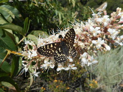 Euphydryas chalcedona
