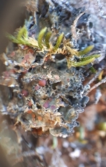 Leptochidium albociliatum