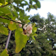 Apis mellifera