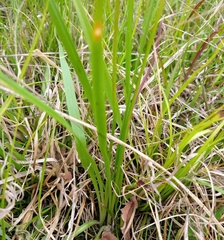 Schoenolirion wrightii