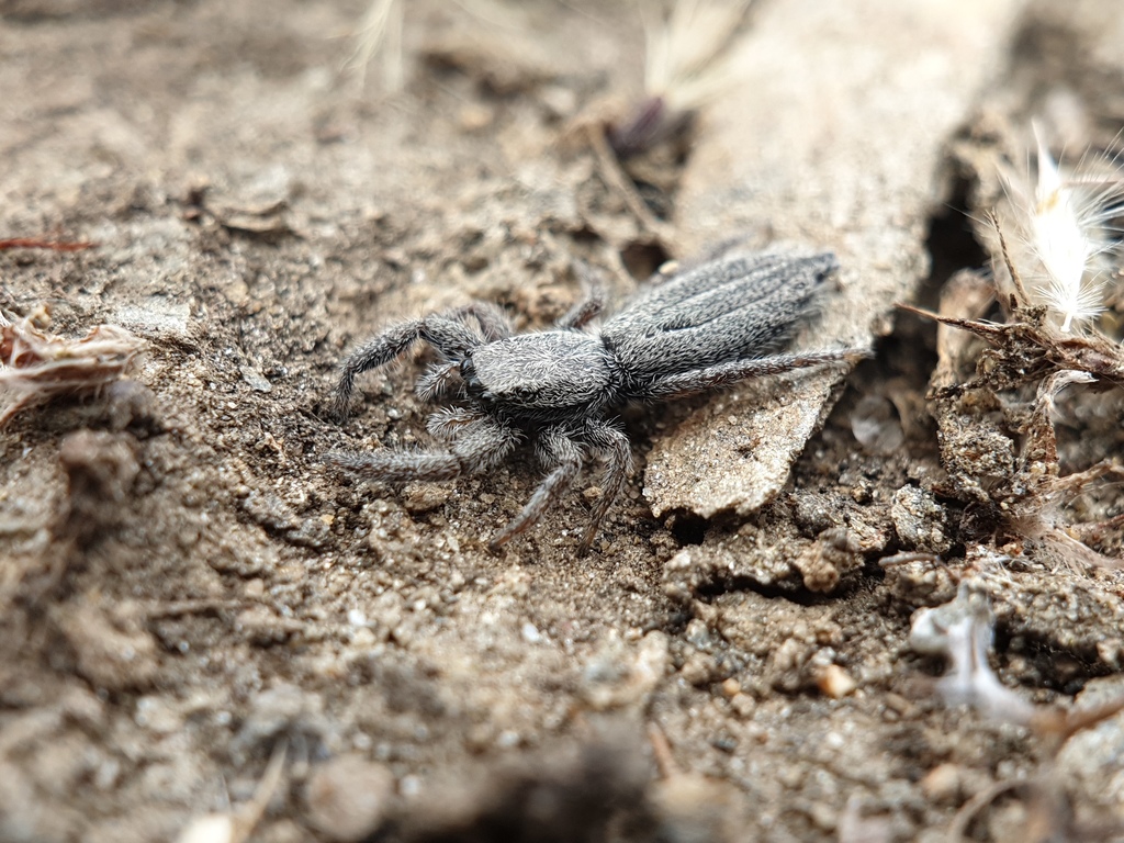 Holoplatys apressus from Butchers Gully 9392, New Zealand on February